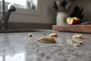 Asticot dans la maison : signification et solutions