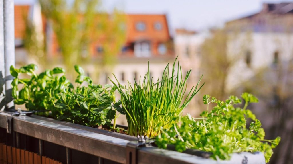 Potager en hauteur : solution design et pratique pour cultiver