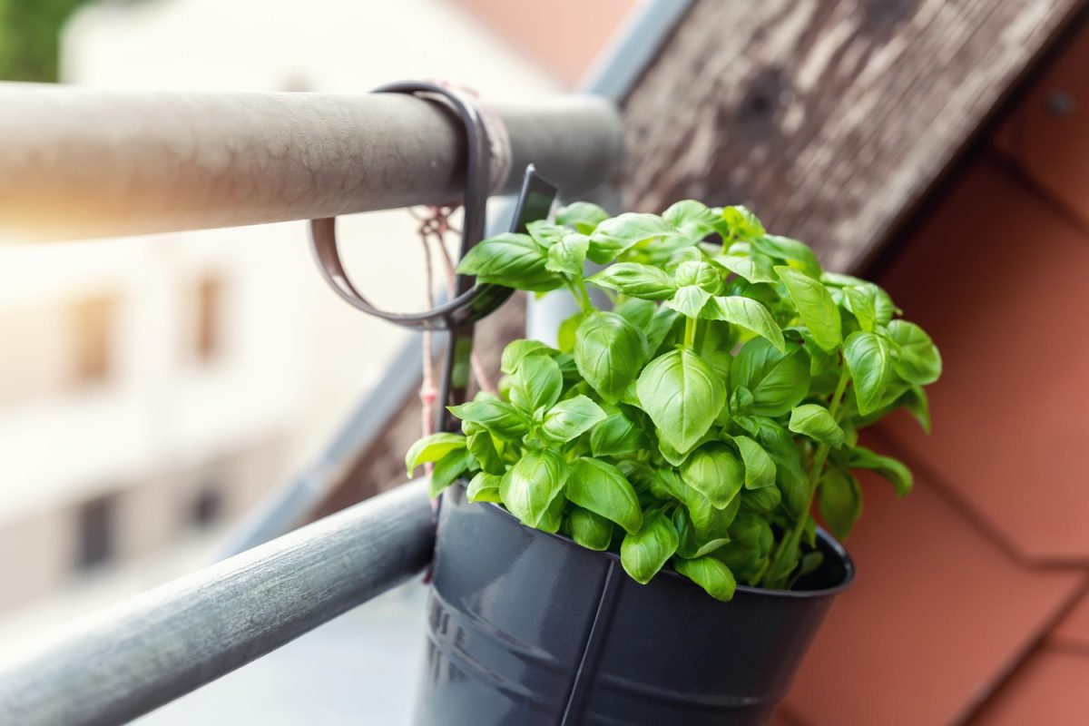 un pot de basilic maintenu par la rambarde d'un balcon