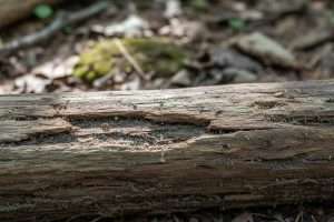Mite dans le bois : Identifier et éradiquer l’infestation